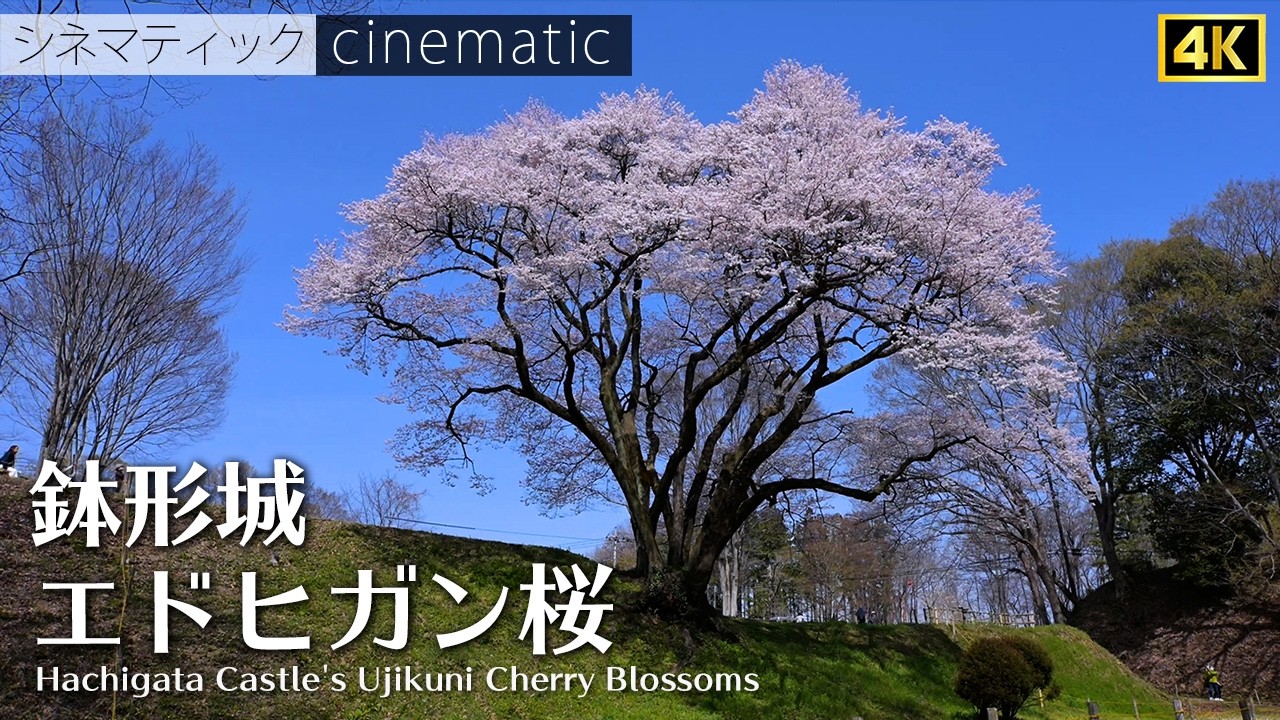 鉢形城 エドヒガン桜 氏邦桜 シネマティック 4K Hachigata Castle's