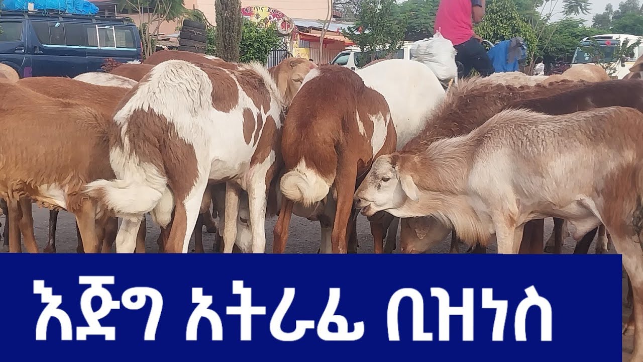 የበግ እርባታ አዋጭ የሆነበት 5ቱ ምክንያቶች | በበግ እርባታ ሚሊየነር መሆን ይቻላል | #sheep #sheepgoatfarm #እንስሳትእርባታ