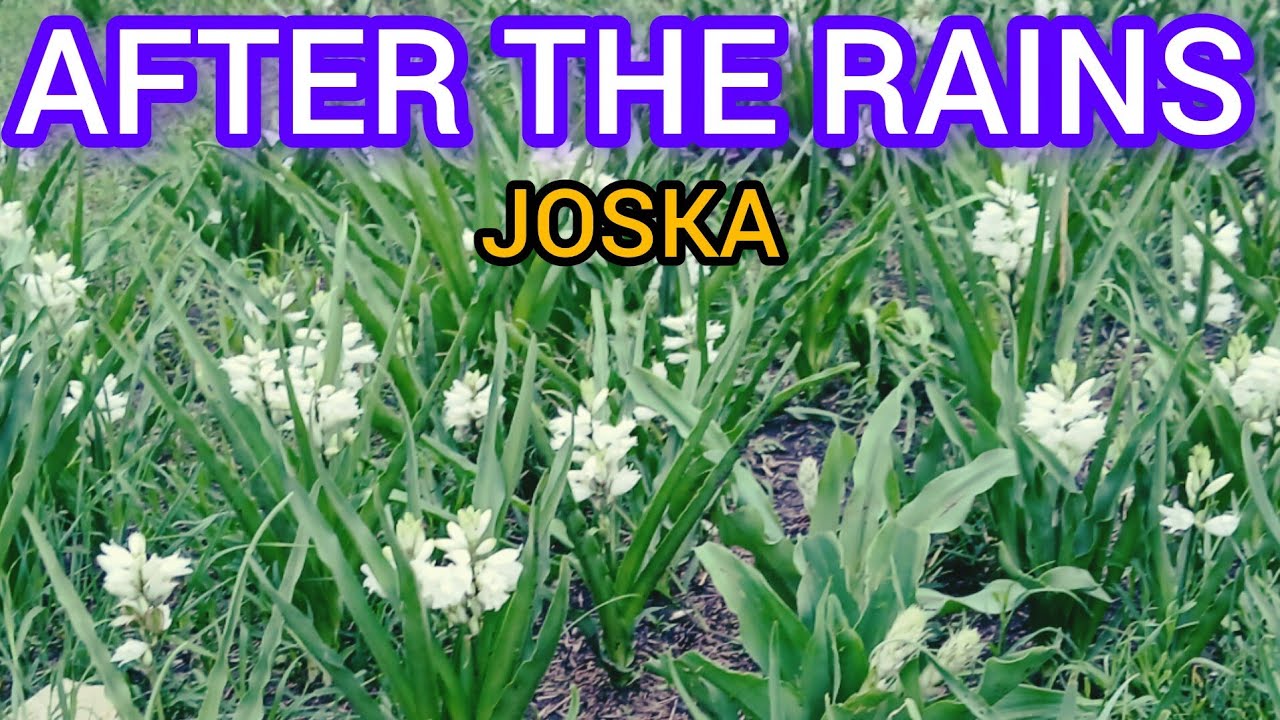 The other positive side of Rains in Joska kenya 🇰🇪 