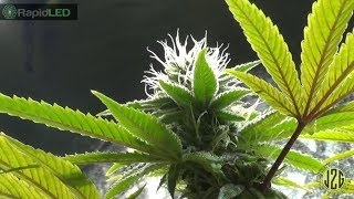 06-07-2018 - Rapid LED Tent Update