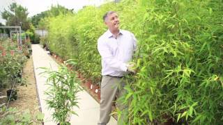 Golden Bamboo 'Phyllostachys Aurea'