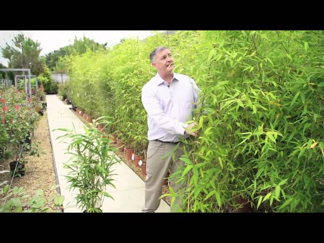 Golden Bamboo 'Phyllostachys Aurea' class=