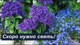 Гелиотроп- мой незаменимый однолетник