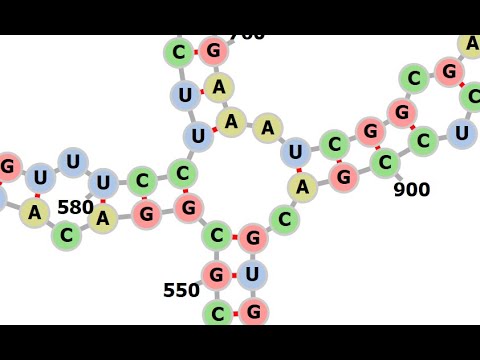 Video: En Forbedret Firerusser-metode Og Sparsificeret Firerusser-algoritme Til RNA-foldning