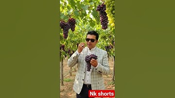 🍇 “The Sweet Taste of Nature’s Luxury✨