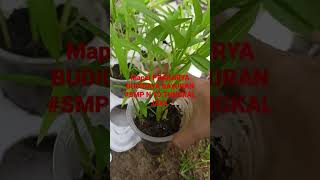 MAPEL PRAKARYA.BUDIDAYA SAYURAN.PEMANFAATAN LIMBAH SAMPAH.SMP N 10 TUNGKAL JAYA