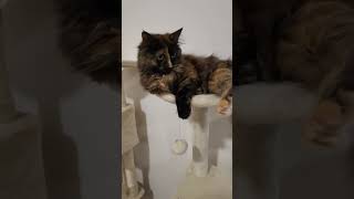 Chats en vacances - La vidéo du jour : 16/05/2024 :-)