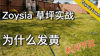 草坪发黄自查手册 - Zoysia 草坪维护实战 - Why my zoysia grass is brown | 尅尅&凯西的后花园