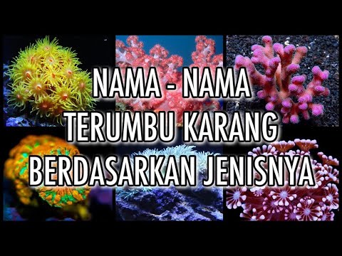 Video: Warna Apa Yang Cocok Dengan Karang?