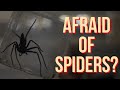2024 shudder giant spider horror infested review are you ready for some creepy crawlers