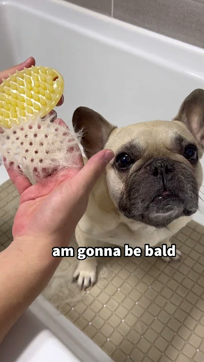 Tantrum French Bulldog Takes A Bath