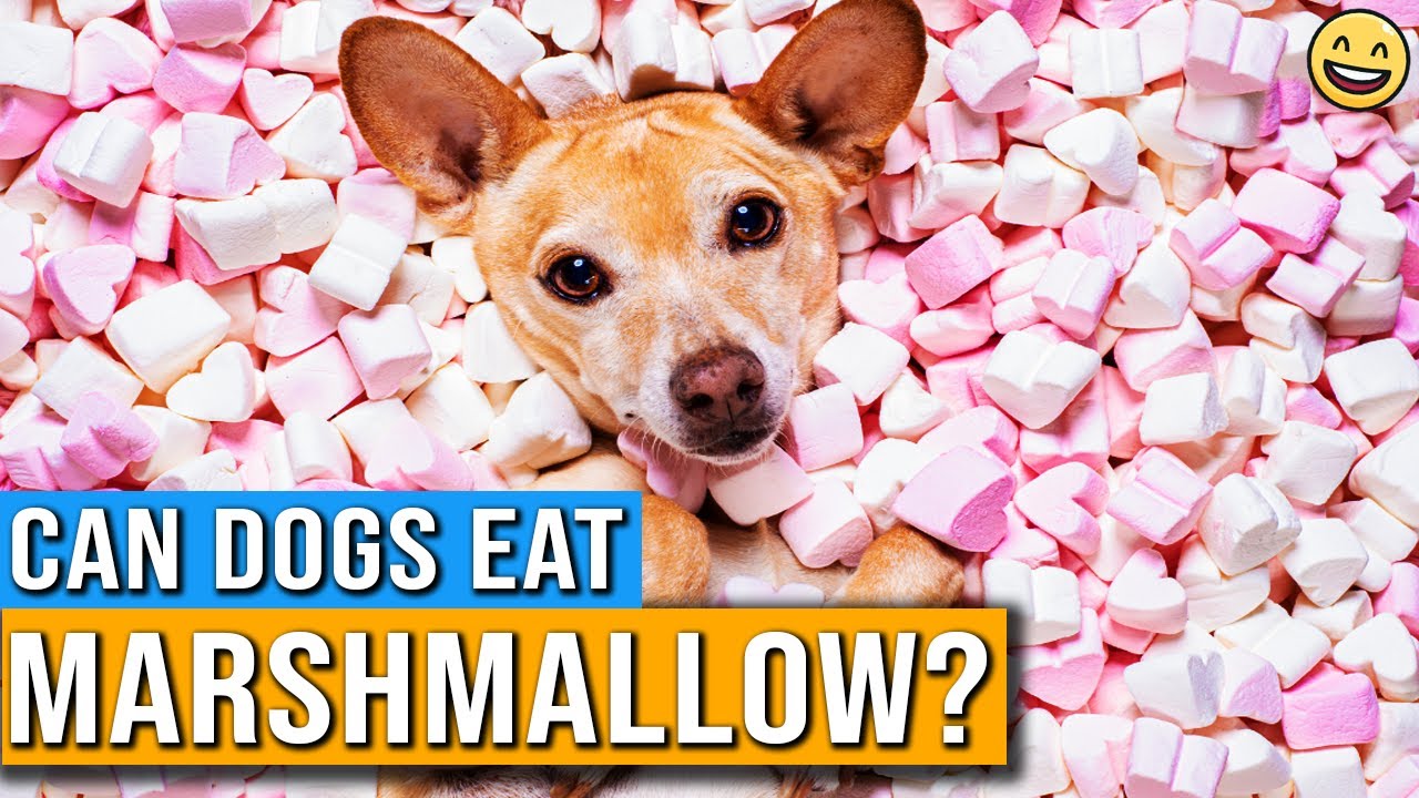 Are Jet Puffed Marshmallows Safe For Dogs?