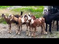 CABRAS 🐐 NUBIAS PURAS Y MESTIZAS.