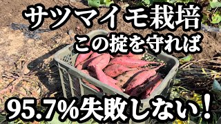 さつまいも栽培はこれさえ守れば家庭菜園初心者でも楽に収穫できます