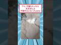 ワイ、子猫もらったら生活ぜんぶ子猫中心になったwww #2ch面白いスレ
