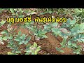 ปลูกบลูเบอร์รี่ เก็บลูกบลูเบอร์รี่ ดกๆในกระถาง Growing blueberry at home 12/06/2023 part2