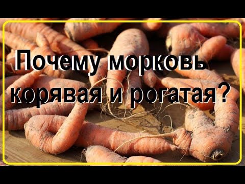 Почему морковь корявая и рогатая? Причины проблемы и решение!