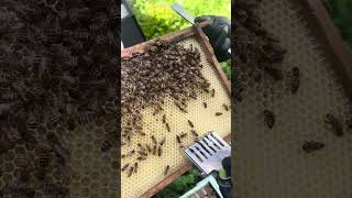 Swarm 2 days later