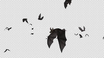 Bats - Swarm Flying Around - Loop