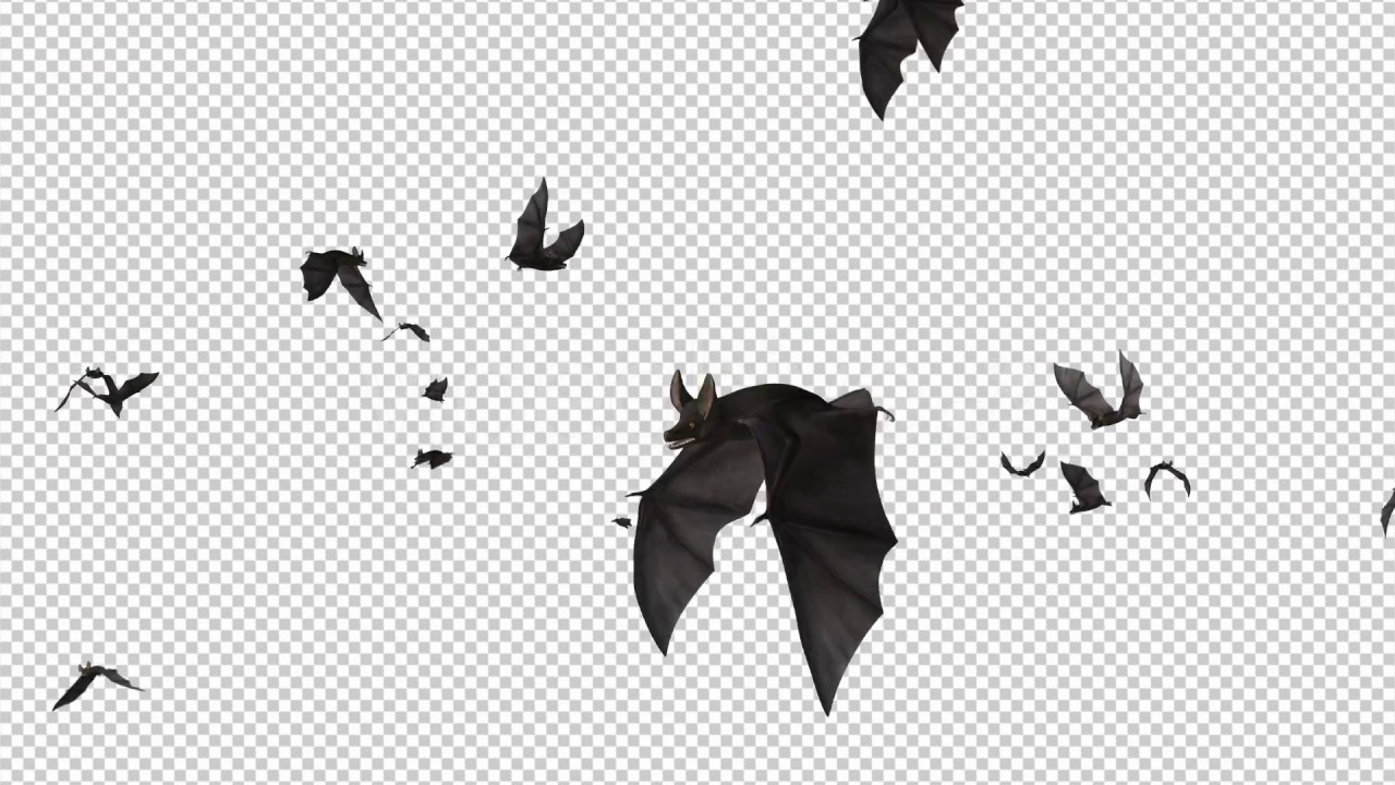 Bats Swarm Flying Around Loop YouTube
