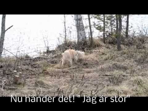 Video: Tibetansk Terrier Hundras Allergivänlig, Hälsa Och Livslängd