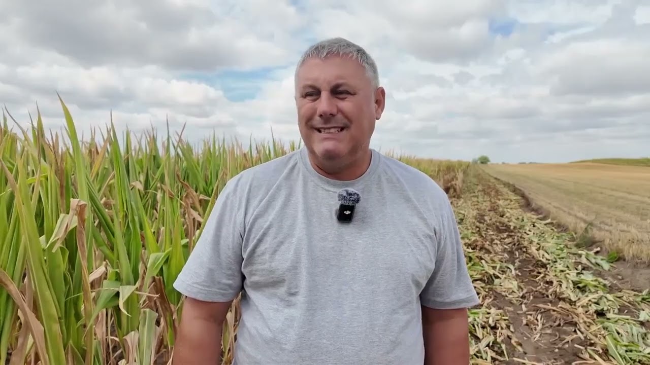 TARUP JEDINI LEK  — mukotrpan rad bez ploda: „Na njivi, umesto klipova, samo razočaranje“ - MOKRIN