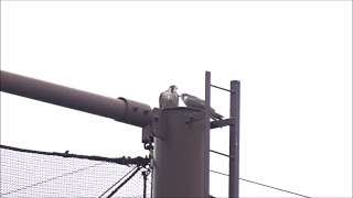 Osaka Peregrine Falcons/2024-05-30/Two juveniles (No audio)