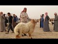 سوق البكارة اليوم           مزاد جنوني على اللحم دغالي فحول  جدايا صغار خراف وغنم  