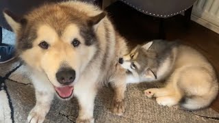 Malamute Puppy Tries Nursing On His New Big Brother! (SO CUTE! Phil Is His Comfort Blanket!)
