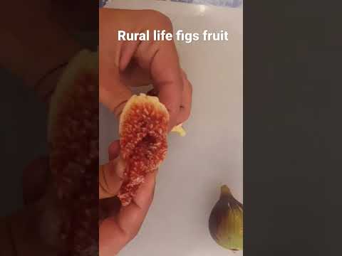 Rural Life Figs Fruit 60s تذوق فاكهة التين أشرقي