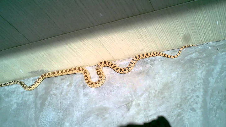Gopher Snake in North Joshua Tree CA