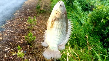 Câu cá rô đồng con nước từ từ xuống cá ăn mạnh ae ơi ] Natural fishing @chuachactv