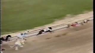 Plainfield - 1990 Connecticut Derby - Greyhound Racing