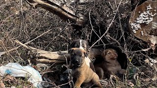 The mother dog took out the puppies she raised in the woods to show us. by Sevpati 147,745 views 1 month ago 28 minutes