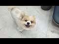 라애견미용 내사랑바둑이 유기견미용봉사 43