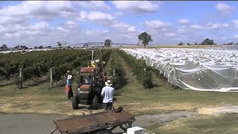 the bird netting comes off the Riesling