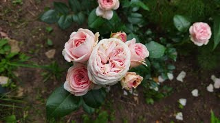 Плетистая роза Джардина, обзор цветения 2 июля 2023 года. Rose GiardinaTantau/ Роза Giardina