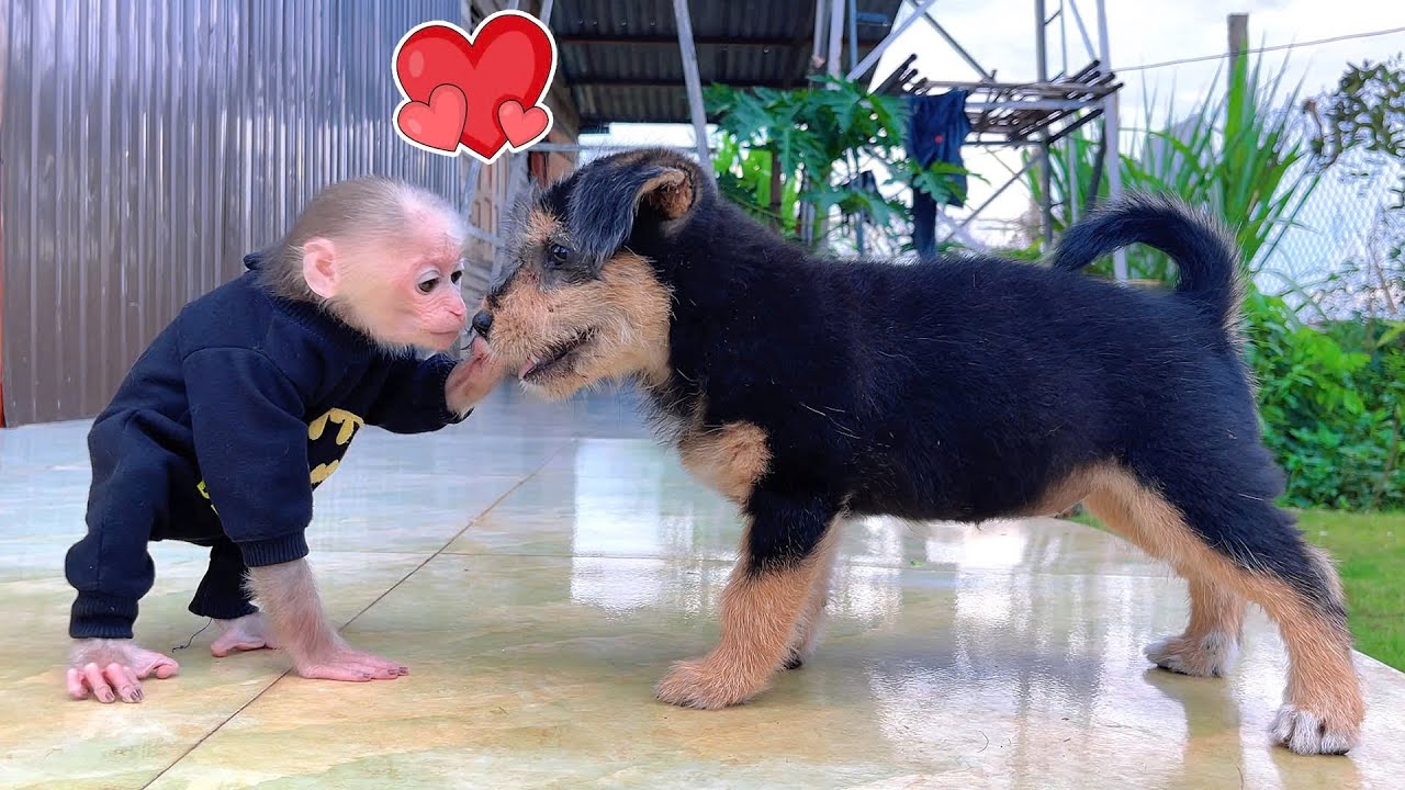 So Funny! Monkey Hero Saves Puppy and Ends with the Cutest Kiss Ever!