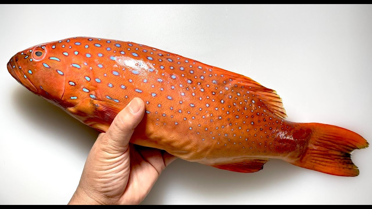 แล่ปลาเก๋ากุดสลาดทำซาซิมิ เป็นปลาที่อร่อยมากกก ASMR ฟังเสียงแล่ปลาฟินๆ