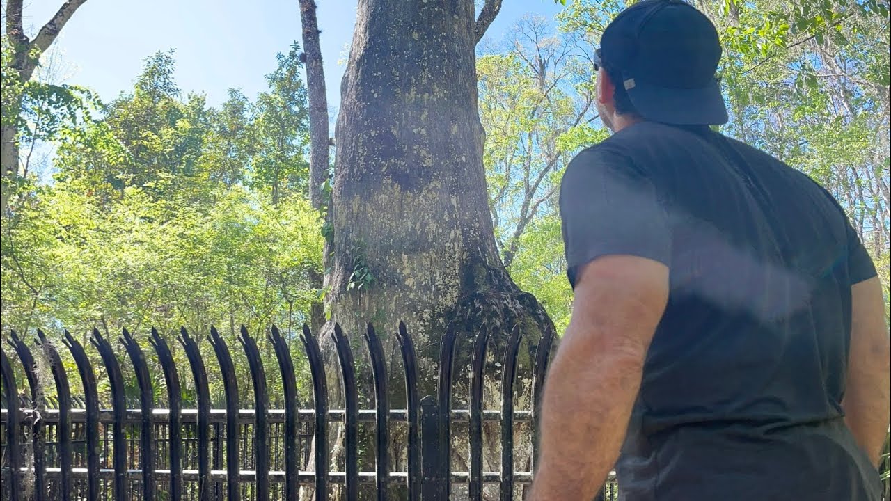 Biggest  Oldest Bald Cypress Tree In The World Destroyed