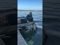 Он поймал рыбу на палку😱😱😱😱 #fishing #рыбалканафидер #рыбалка #рыбалканаозере #carpfishing
