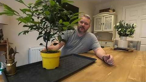 Starting a Lemon Tree Bonsai - January 2020