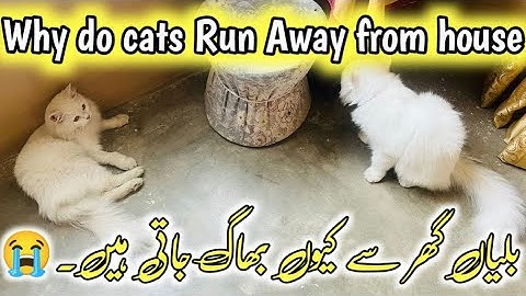 Why Do Cats Run Away and Leave Home or Not Come ( tips for preventing your cat from getting lost)
