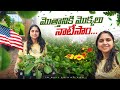      telugu vlogs from usa  america vegetable garden tips nri shopping