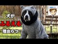 【獣医が教える】犬がふるえる原因６選　〜大丈夫なふるえ、大丈夫じゃないふるえ〜