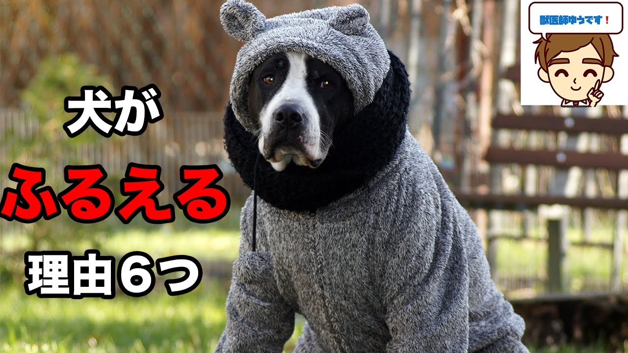 【獣医が教える】犬がふるえる原因６選　〜大丈夫なふるえ、大丈夫じゃないふるえ〜