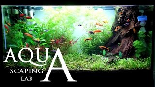 Aquascaping Lab - Tutorial Natural rich mix tank wood style (size 80 x 35 x 45h 120 L) Part 1