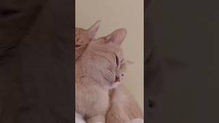 #tiktokviral #cat #vews #viernes #amor #mascotasyoutube #fyt