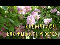 Клематисы. Как выжить в жару