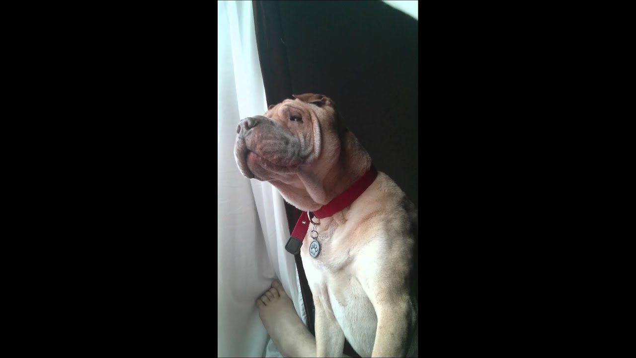 Barking SharPei YouTube